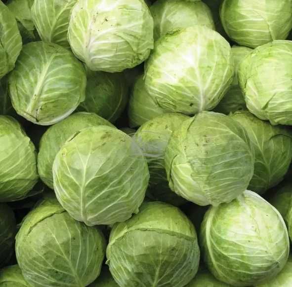 Насіння капусти Агрессор F1 Agressor F1 1000 шт Семена капусты