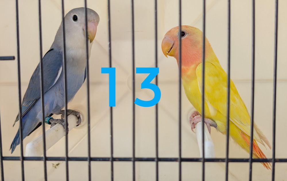 Casais de roseicollis