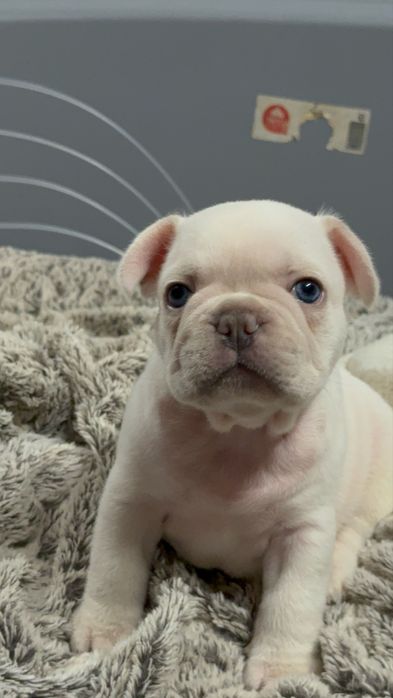 Menino buldog frances cream