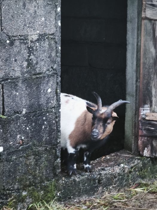 Cabra Anã 2 anos provavelmente prenha.