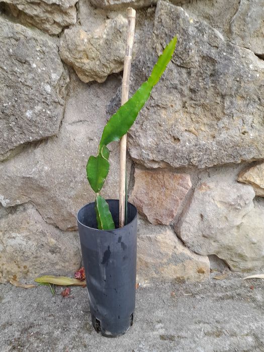 Planta  de  pitaia