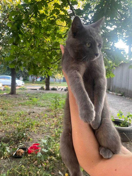 Котик схожий на російську блакитну шукає дім.