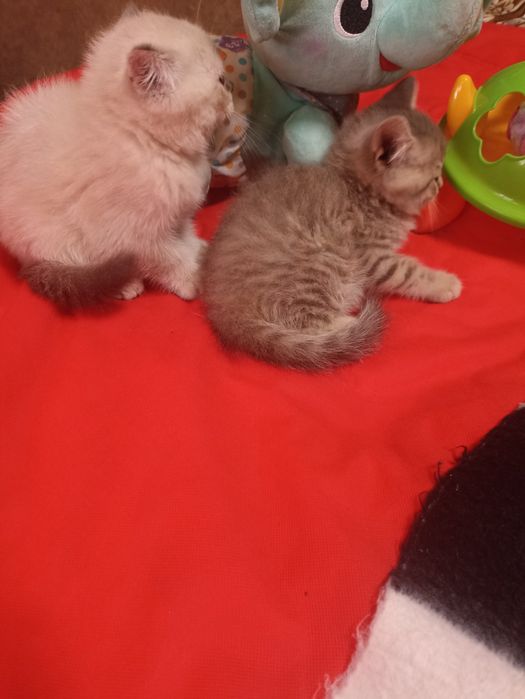 Шотландські кошенята