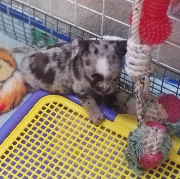 Мини мальчик чихуахуа