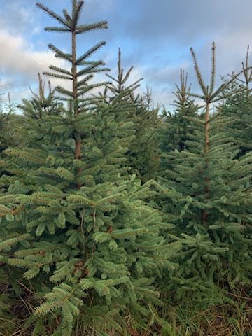 Choinki Swierk pospolity cena hurtowa