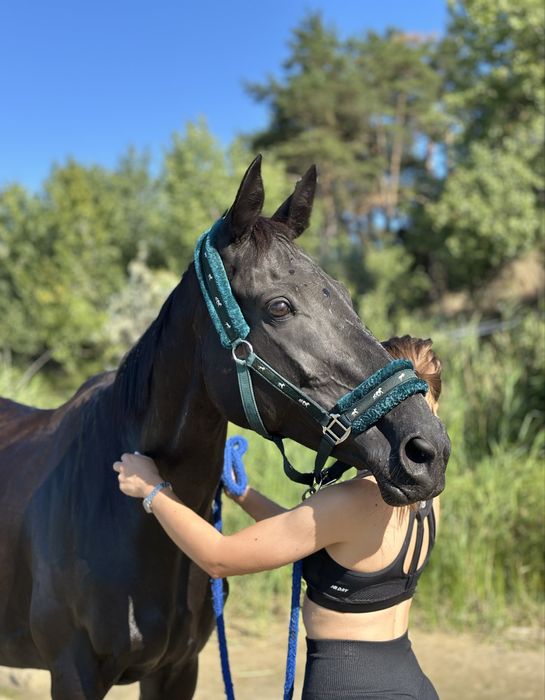 Кобила, кінь , лошадь