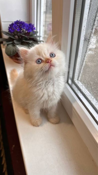 Персидський котик