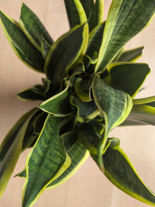 Sansevieria duza
