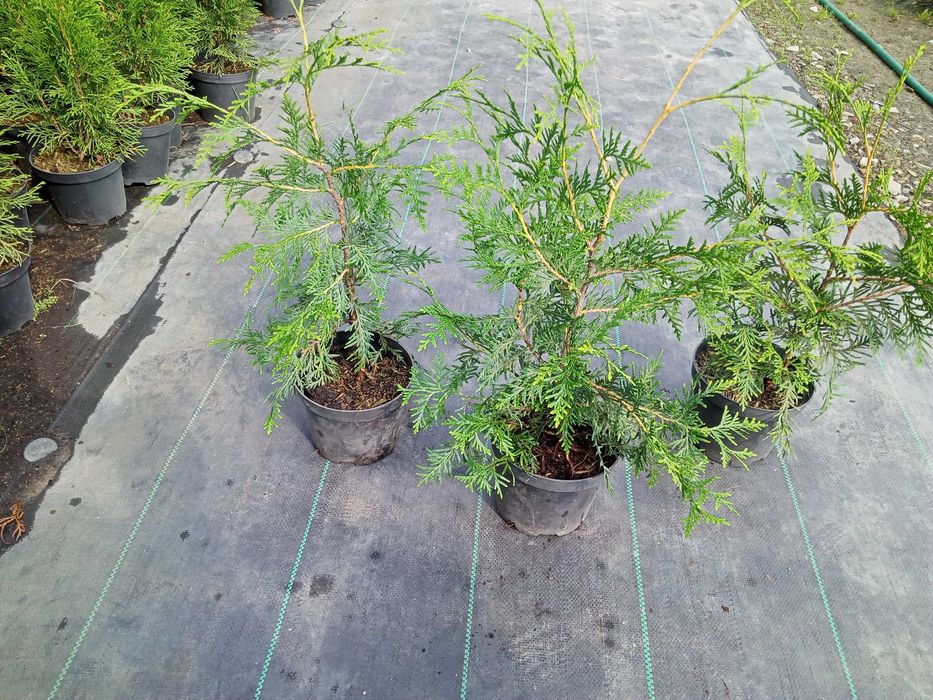 Tuja brabant 60cm