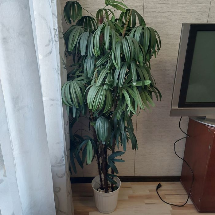 Продам 2 искусственных дерева