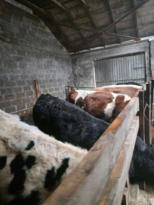 Byczki limuse simental hf