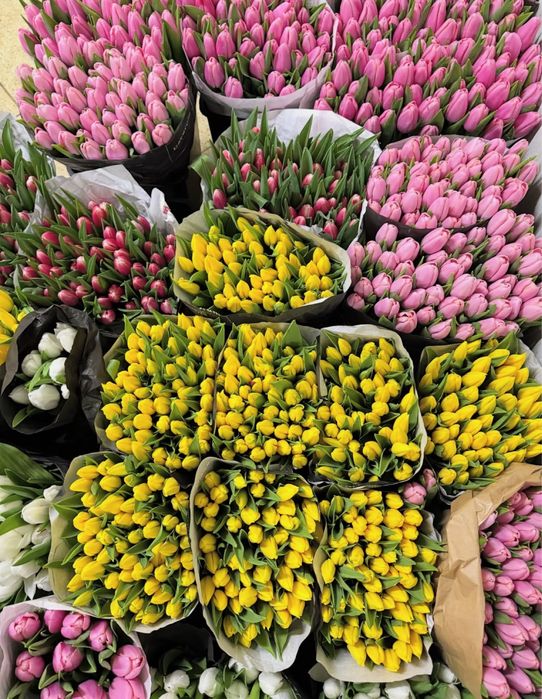 тюльпани оптом / троянди / роза / опт / тюльпан