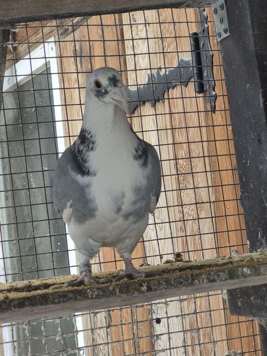 Gołebie Staropolskie