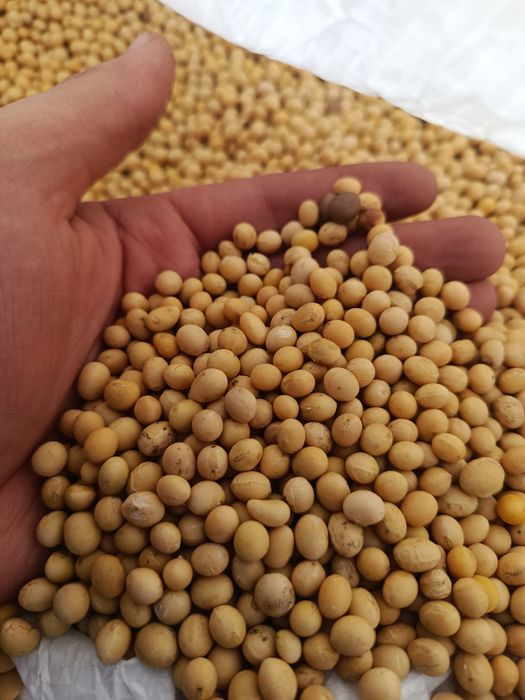Насіння сої Аббі, соя посівна