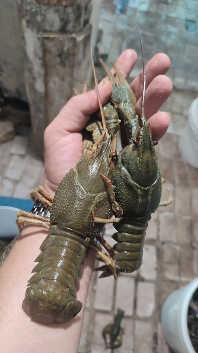 Раки Вареные Идеальный вкус