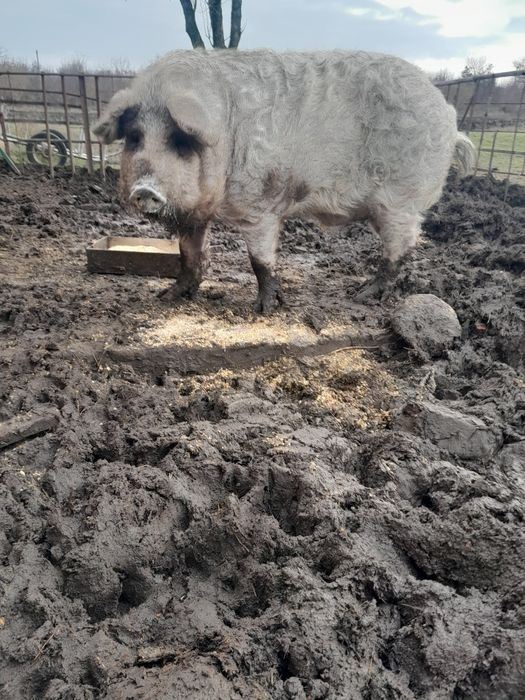 Продам хрряка ,венгерськка мангалиця