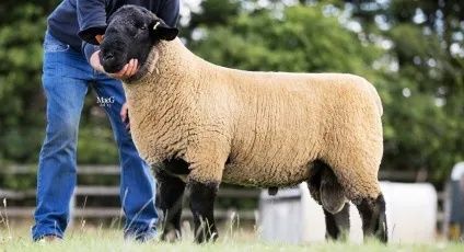 Продам баранів та овець.