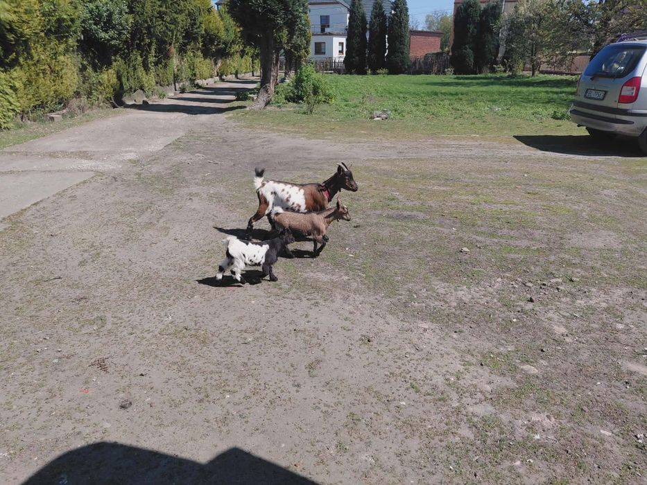 Mini koza polecam