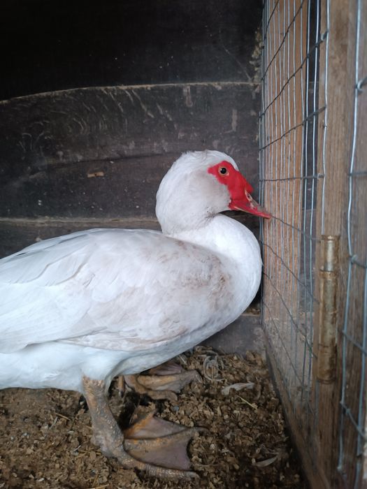 Продам молодого селезня немецкой белой