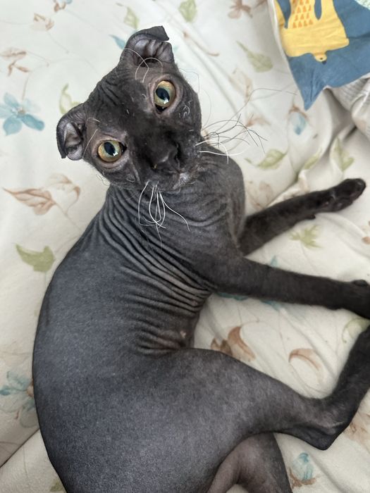 Украінський левкой вʼязка