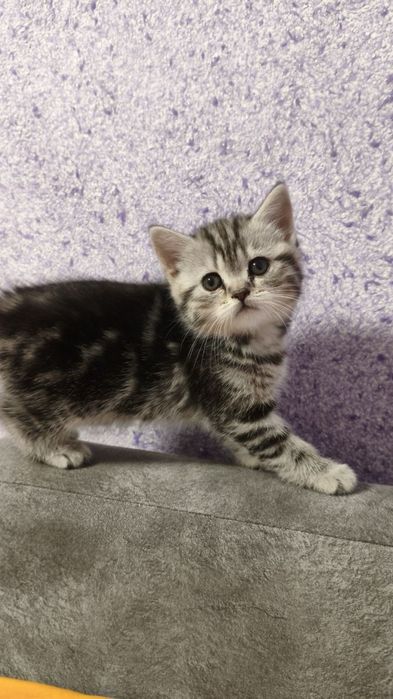 Кошенята шотландці