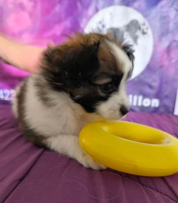 Папійон фален Рафаель цуценя континентальний той спаніель