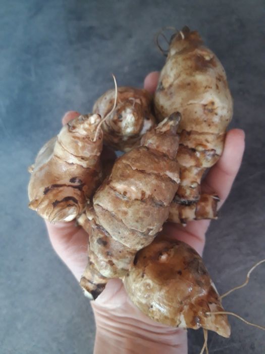 Topinambur ekologiczny