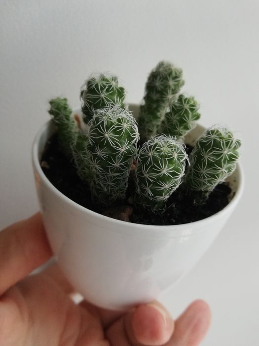 кактус мамілярія