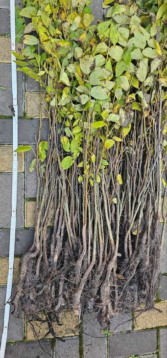 садженці черного  горіху Juglans nigra