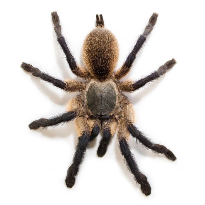 Monocentropus balfouri SAMICA 2,5DC