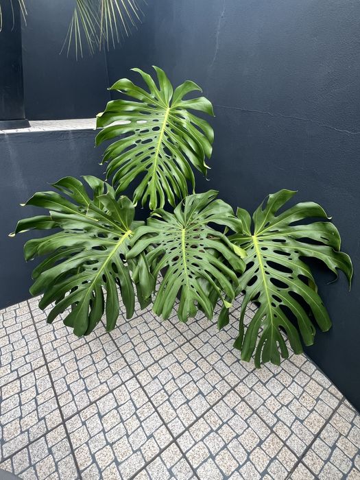 Planta Costela de Adão