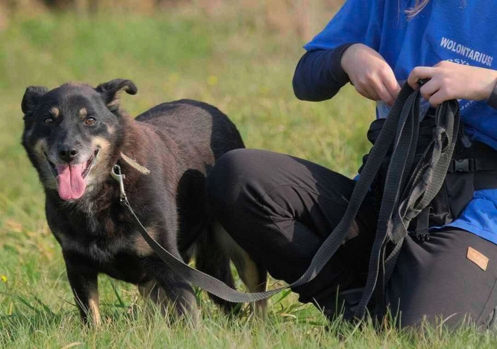 Derbi i Dafi, dwoje ptzyjaciol do adopcji