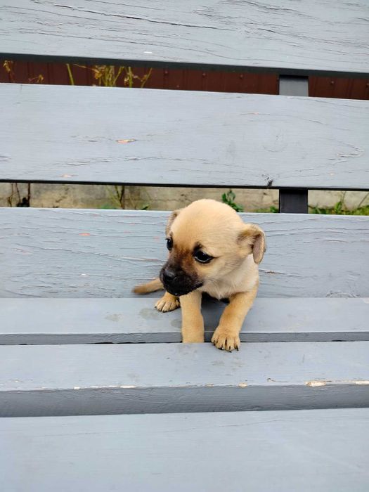 Віддам цуценят безкоштовно