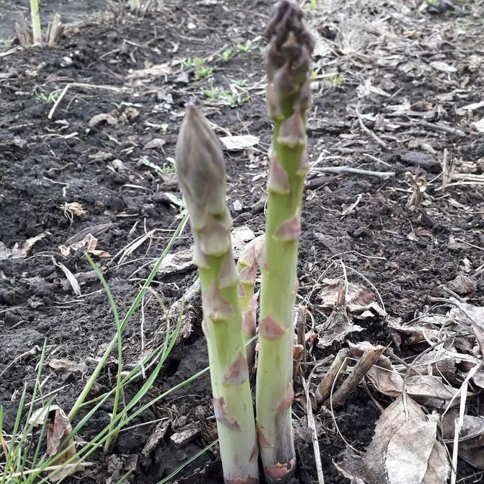 Саджанці спаржі Mary Washington 1, 2, 3 річні