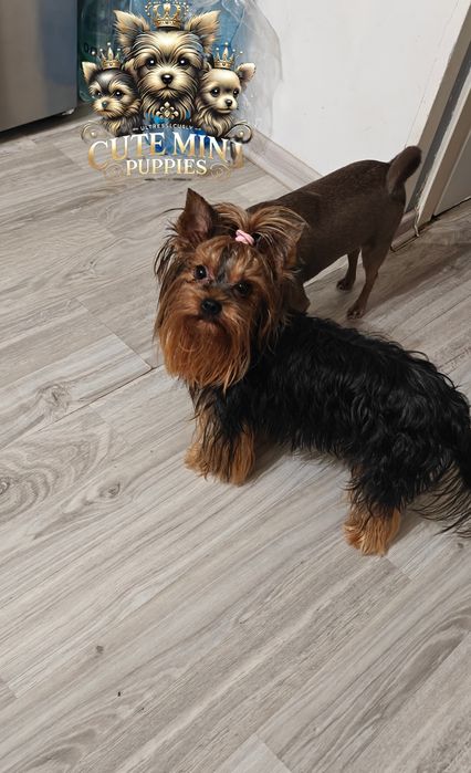 Gotowa do odbioru! Piękna dama Yorkshire terrier black and tan