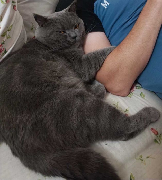 В'язка кота британець самовивіз або розгляну продаж кота. Породистий