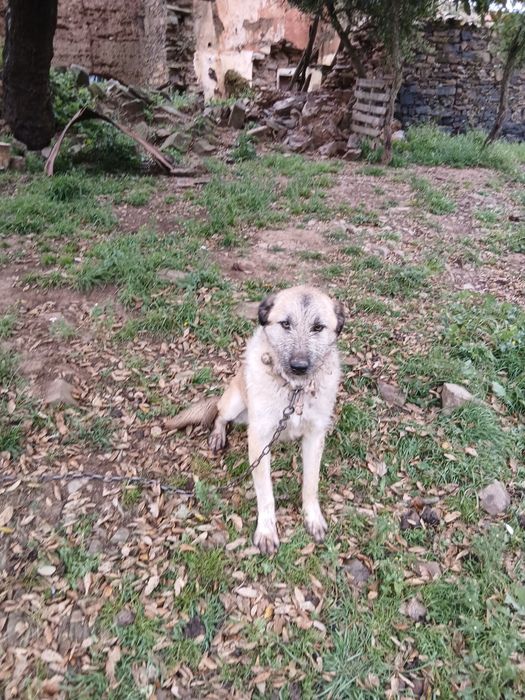 Dou cadela muito mansa