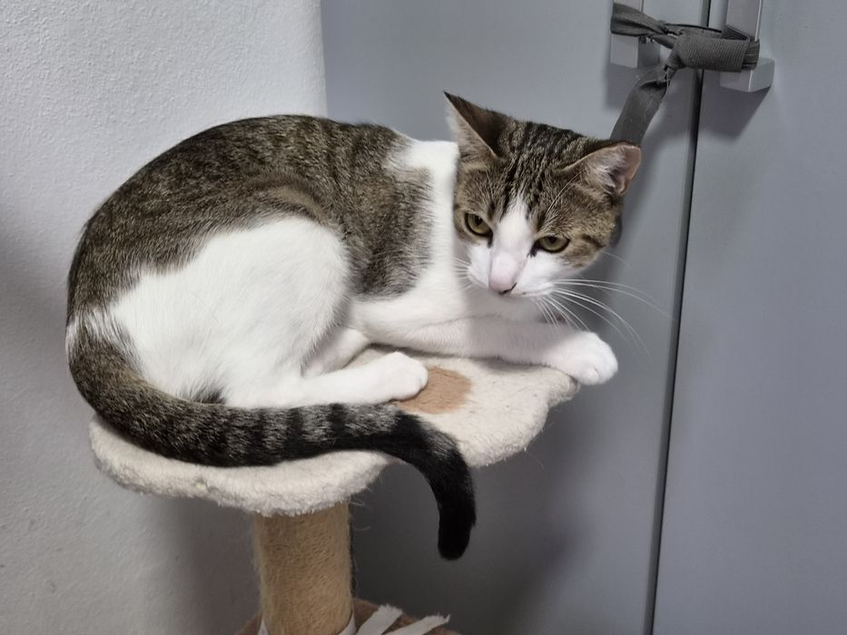 Gatinha esterilizada para adoção