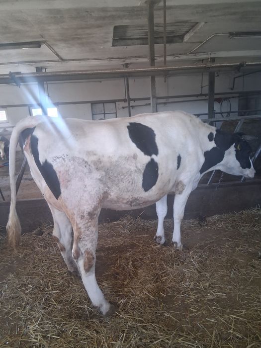 Sprzedam jałówke wysokocielną