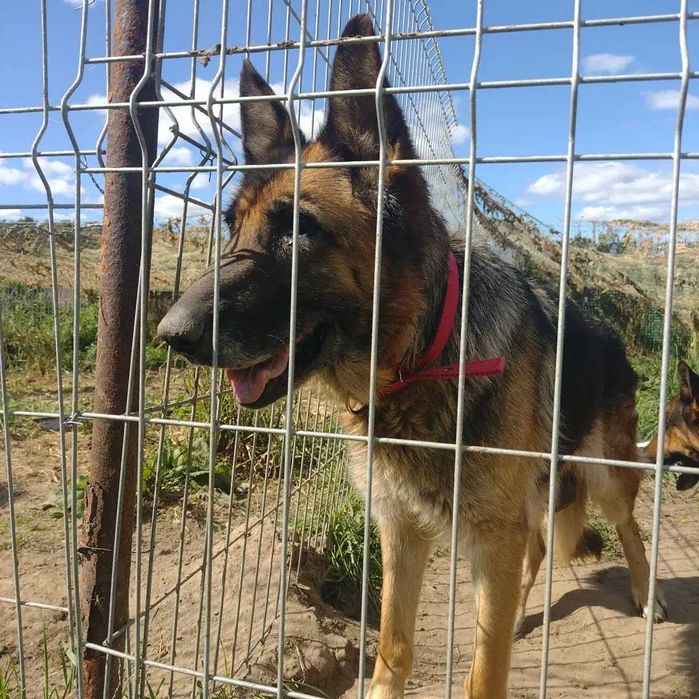 Sunia w typie owczarka szuka domu