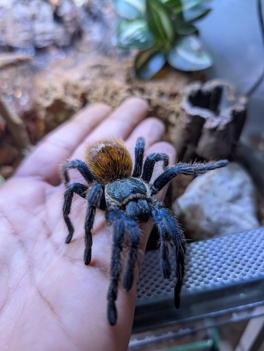 Chromatopelma ptasznik samica z terrarium