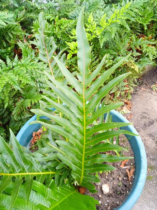 Vendo vasos com plantas bonitas para fazer arranjos