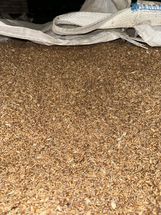 Sprzedam Przenica Tybalt