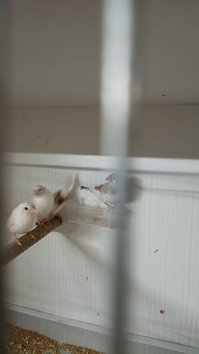 Sprzedam mewki japonskie