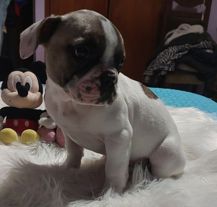Bulldog francês menina