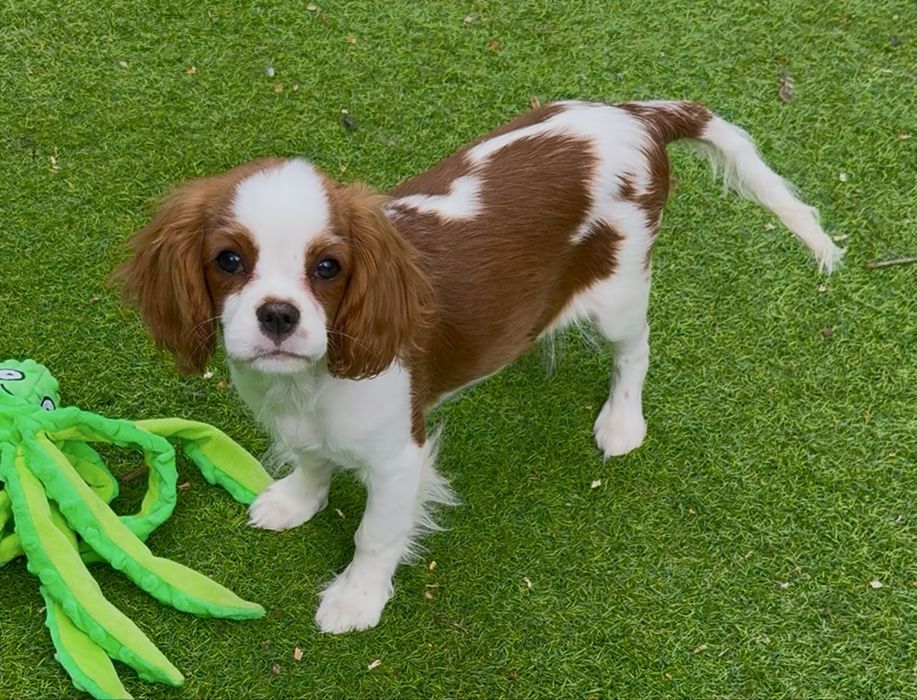 Cavalier King Charles Spaniel szczen. sunia. rodowZKwP/FCI