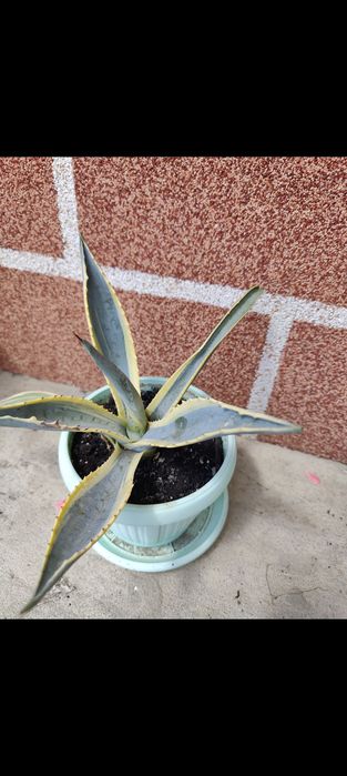 Продам агаву верієгатну.