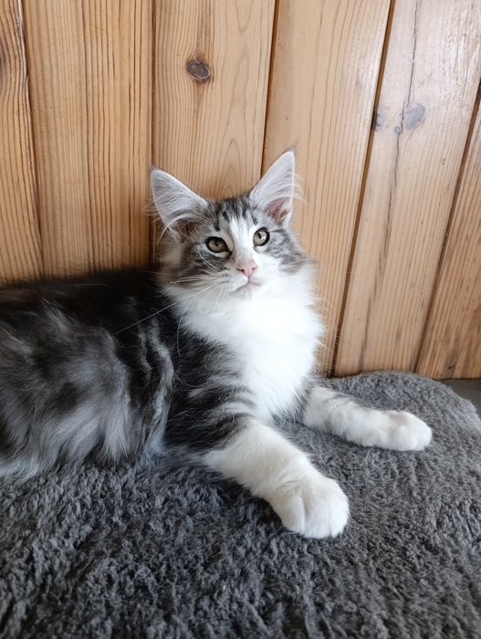 Gato Bosques da Noruega Preto silver blotched com branco