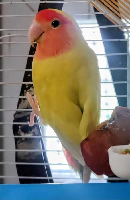 amadyna zebrowata zeberka falista