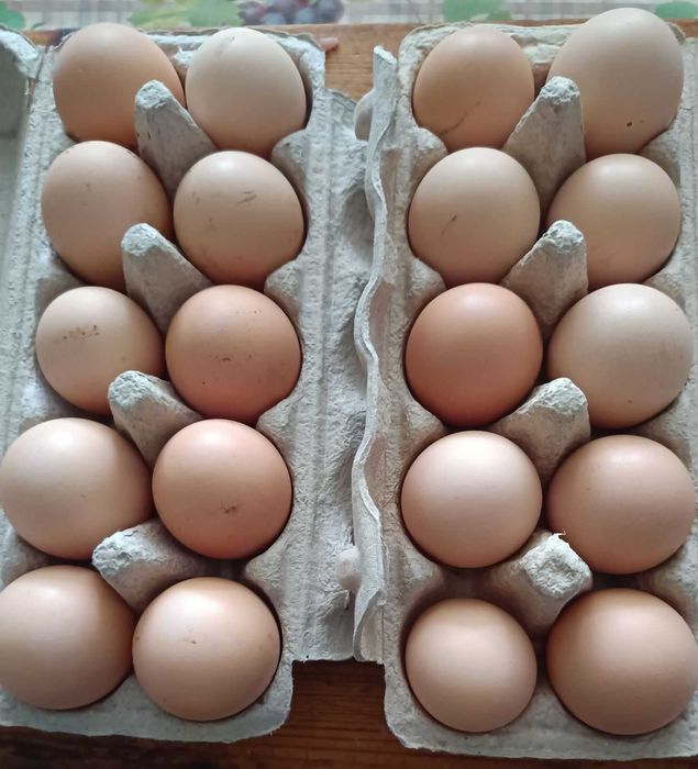 Świeże jajka wiejskie